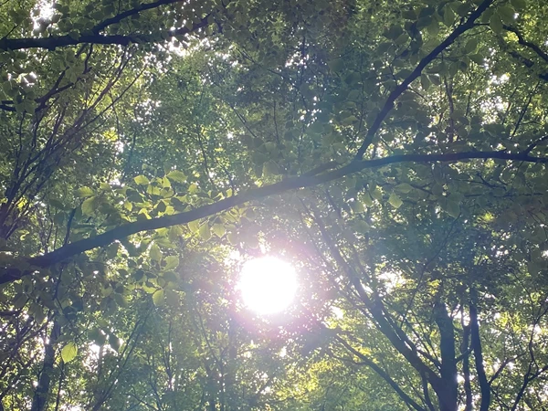 Skog%20og%20sol